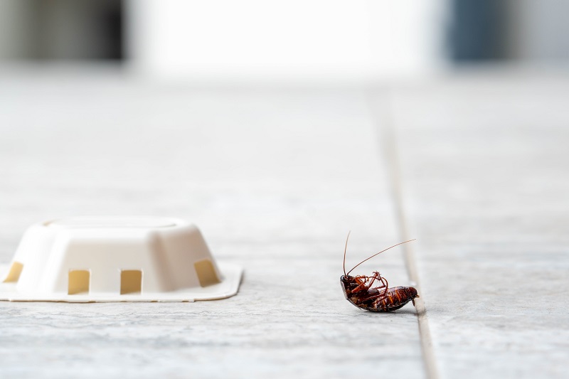 How Weather Changes Affect Pest Activity Around Your Home