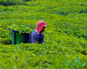 Tea Kenya