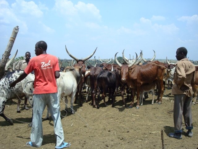 Case study Kenya, livestock