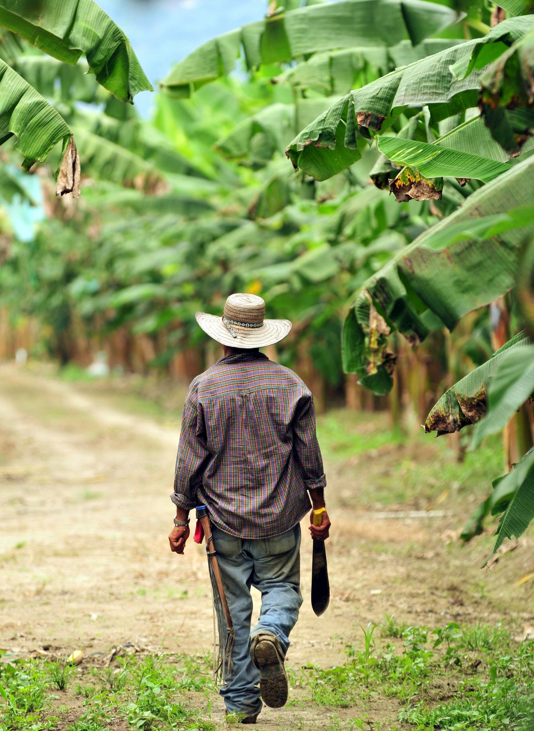 Case study Peru, bananas