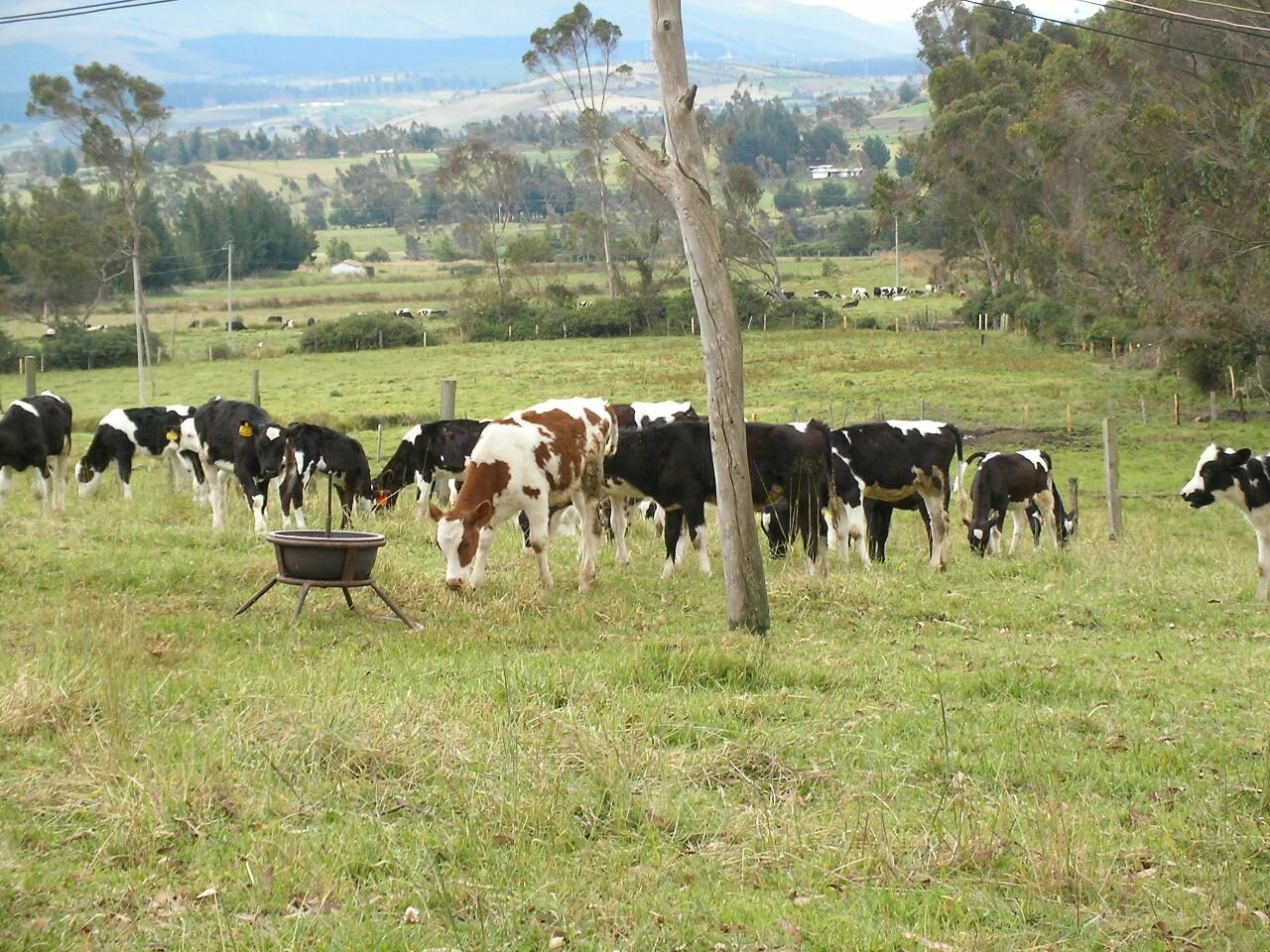 Case study Ecuador, dairy