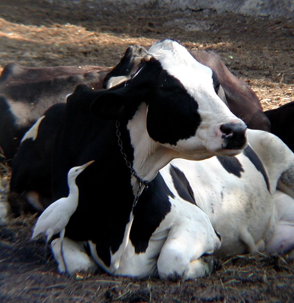 Case study Bangladesh, dairy and livestock