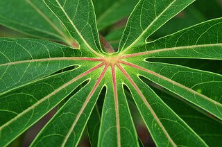 Case study South-Sudan, cassava