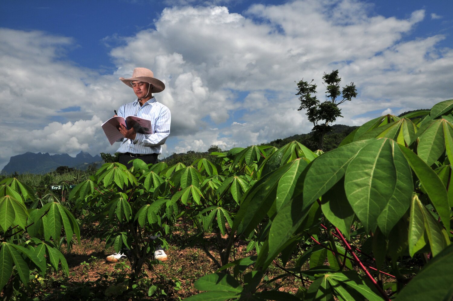 Case study Vietnam, cassava